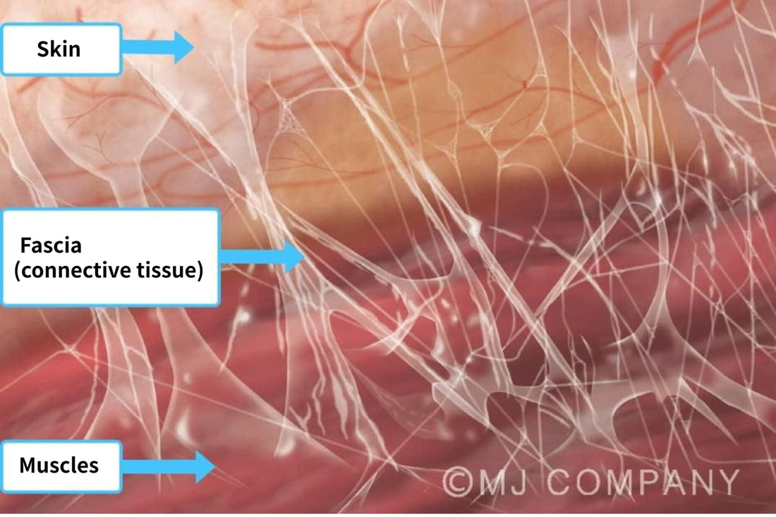 Fascia-Science